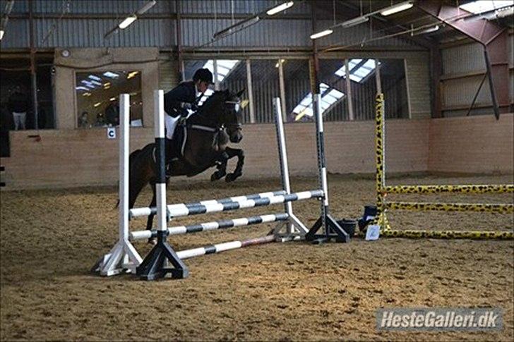 Welsh Cob (sec D) Vlietstede Brilliant Idris - Idris <3  billede 5