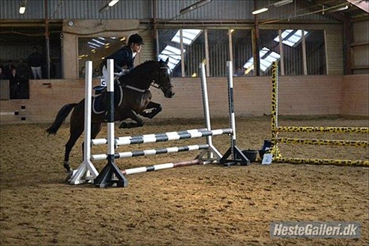 Welsh Cob (sec D) Vlietstede Brilliant Idris billede 6