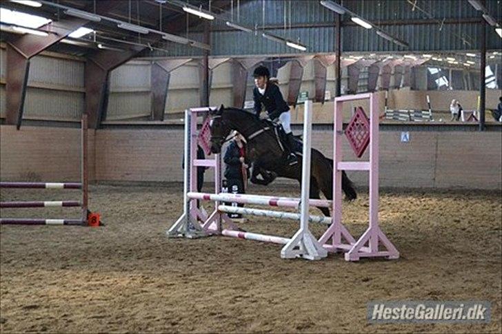 Welsh Cob (sec D) Vlietstede Brilliant Idris billede 7