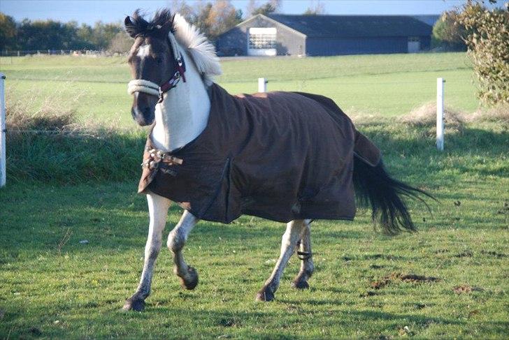 Pinto Solvangens Thais'son - 18 oktober 2011 billede 17