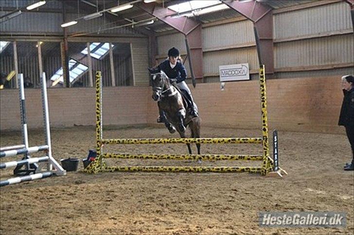 Welsh Cob (sec D) Vlietstede Brilliant Idris billede 8