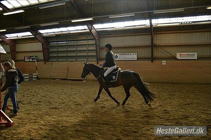 Welsh Cob (sec D) Vlietstede Brilliant Idris billede 9