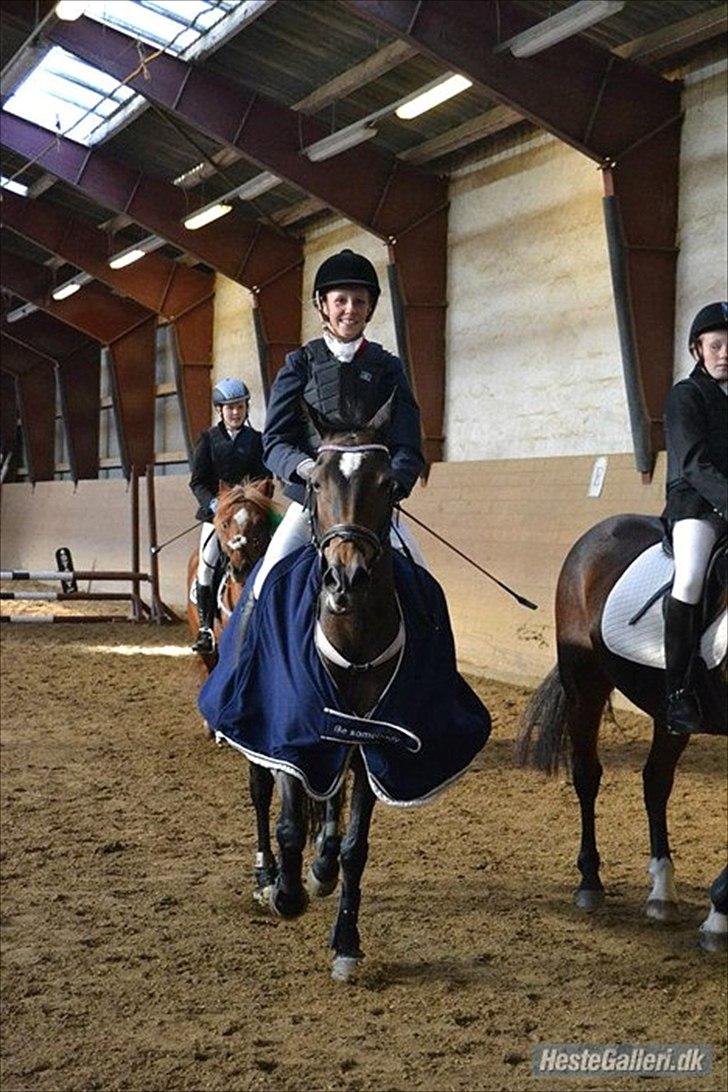 Welsh Cob (sec D) Vlietstede Brilliant Idris - Til præmieoverrækkelse :-D  billede 10