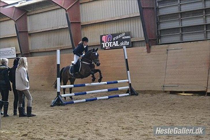 Welsh Cob (sec D) Vlietstede Brilliant Idris billede 11