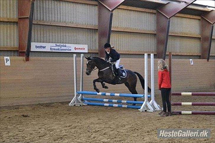 Welsh Cob (sec D) Vlietstede Brilliant Idris billede 12