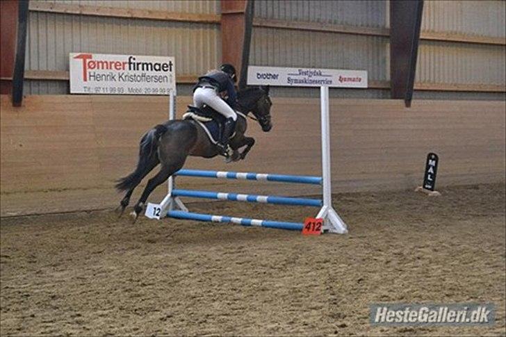 Welsh Cob (sec D) Vlietstede Brilliant Idris billede 13