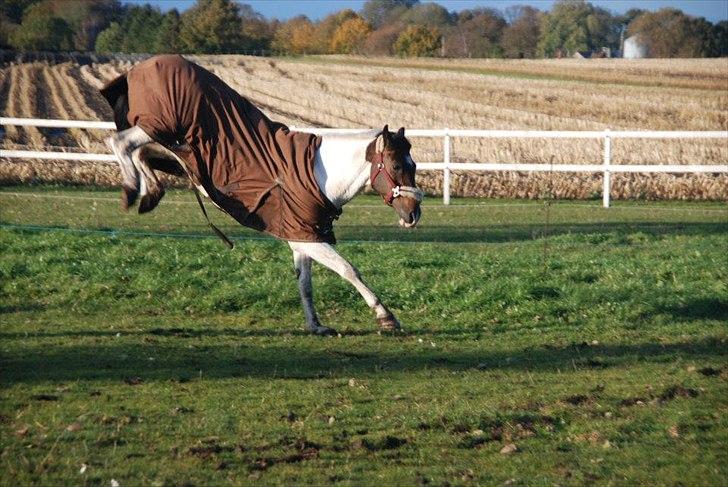 Pinto Solvangens Thais'son - 18 oktober 2011 - fjoller rundt på marken:D billede 18