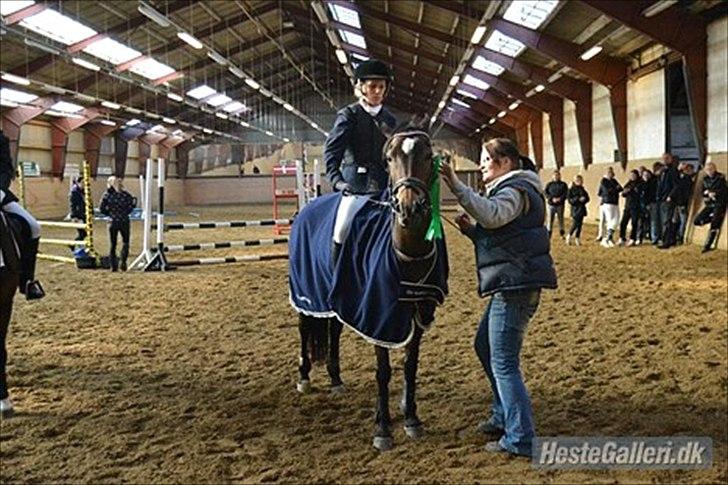 Welsh Cob (sec D) Vlietstede Brilliant Idris - Idris og jeg,var bare en stjerne begge to. Vi blev nummer 4 :-) <3 billede 14
