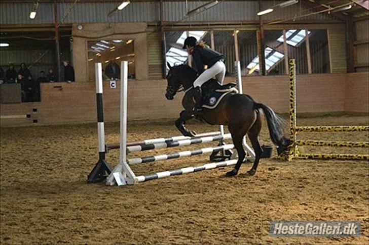 Welsh Cob (sec D) Vlietstede Brilliant Idris billede 15