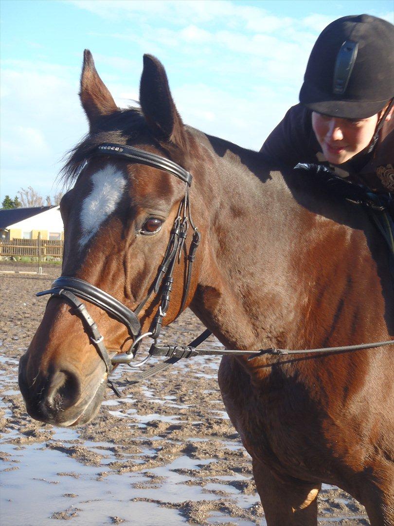 Dansk Varmblod Madame Moiselle - Foto: Frederikke Skelmose billede 12