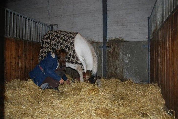 Pinto Solvangens Thais'son - 18 oktober 2011 - Thais nejer så fint:P billede 19