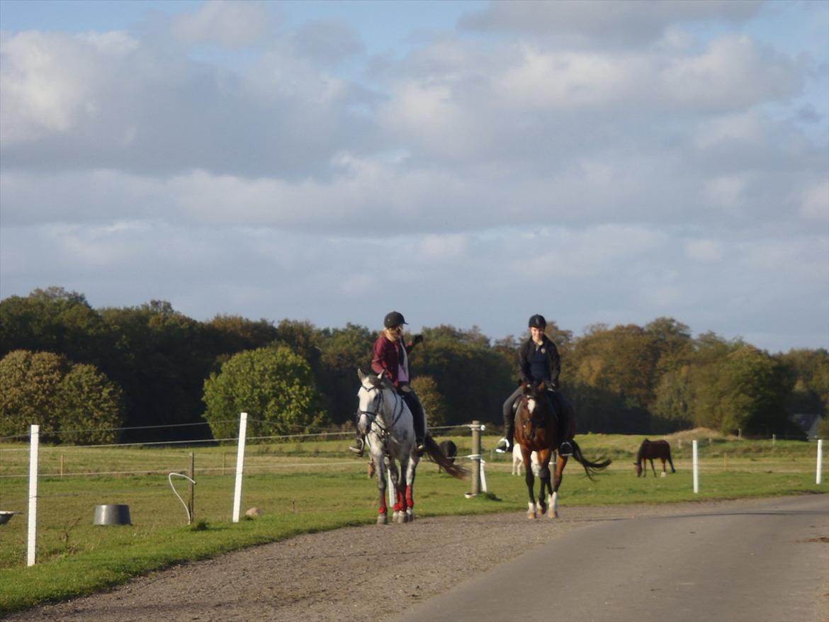 Dansk Varmblod Madame Moiselle - Moiselle og jeg på tur med Olivia og Picasso :-)
Foto: Far billede 19