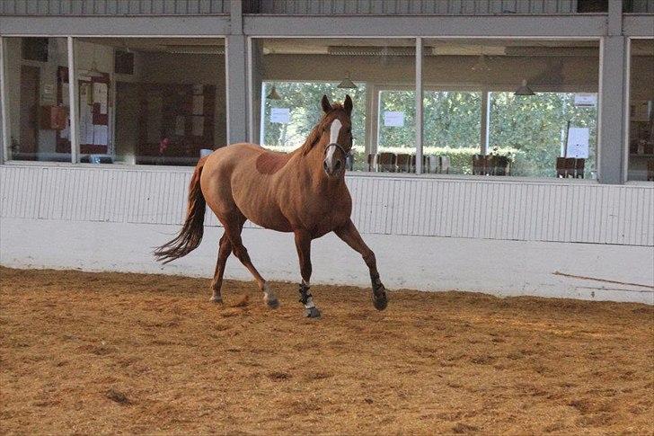 Dansk Varmblod La Marissa | Tidl. Lånehest.. - Lidt læx er man vel! :D billede 10