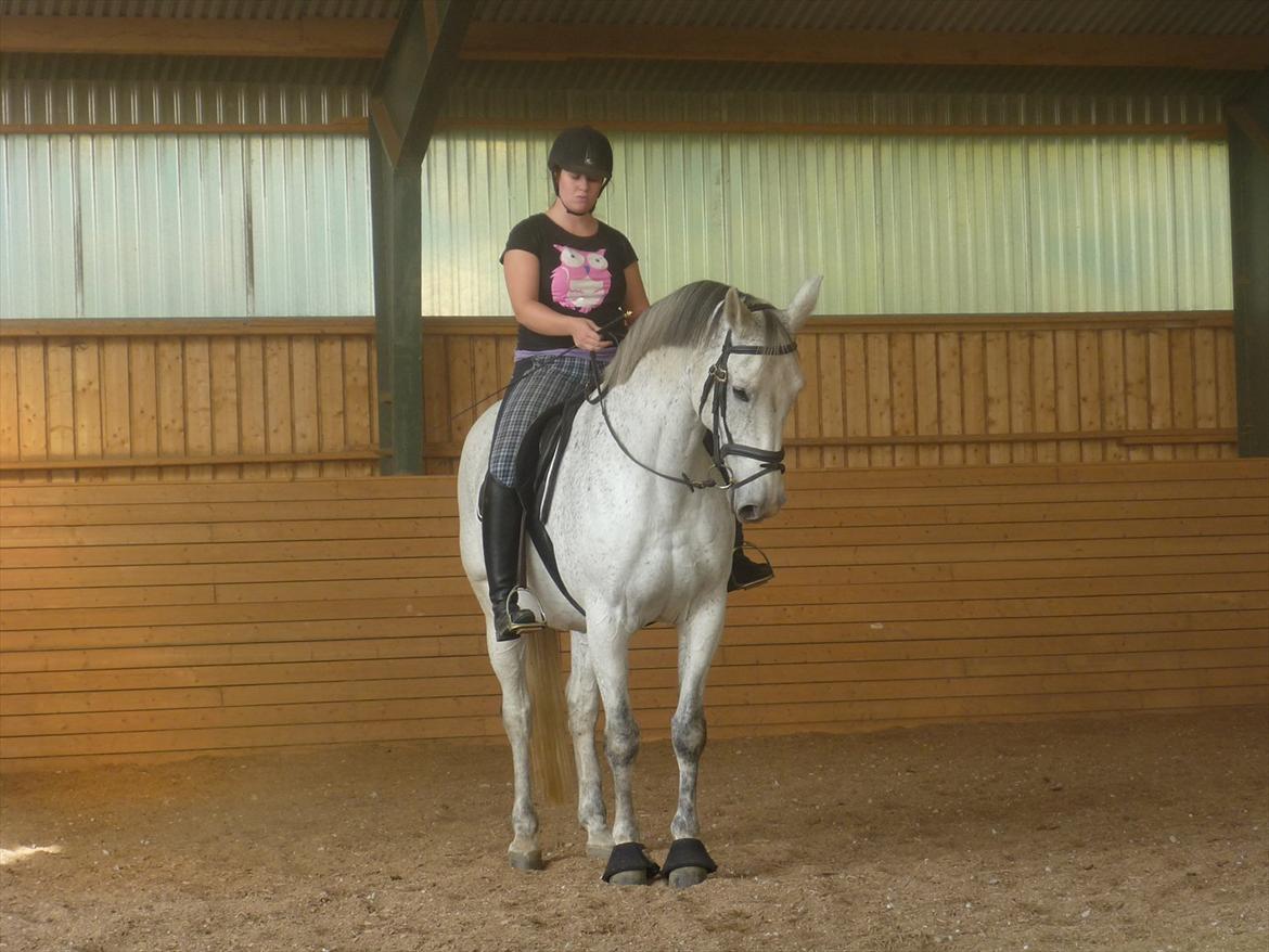 Dansk Varmblod Landagergårds Cafir [Tidligere part] - Velkommen til Cafir's profil, i skal være meget velkommene til at give en bedømmelse og lægge en kommentar (: billede 1