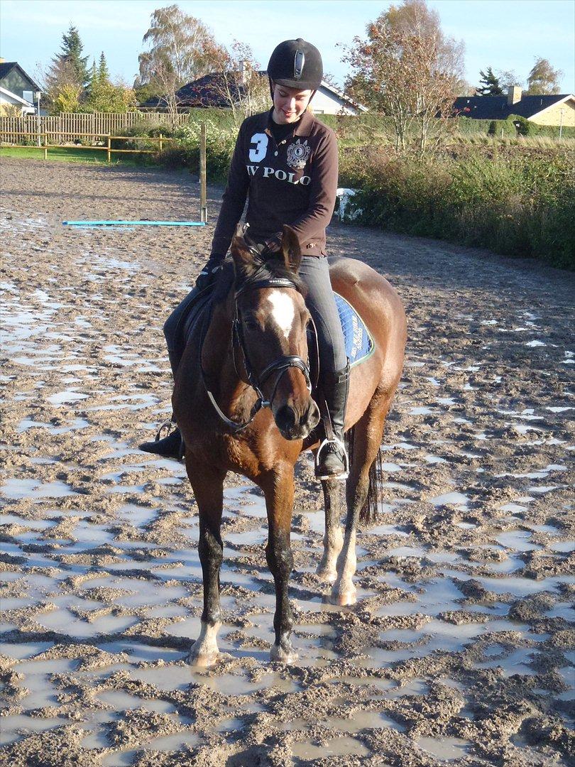 Dansk Varmblod Madame Moiselle - Foto: Frederikke Skelmose billede 13