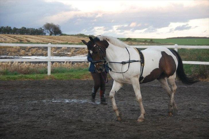 Pinto Solvangens Thais'son - 18 oktober 2011 - longearbejde:P billede 20