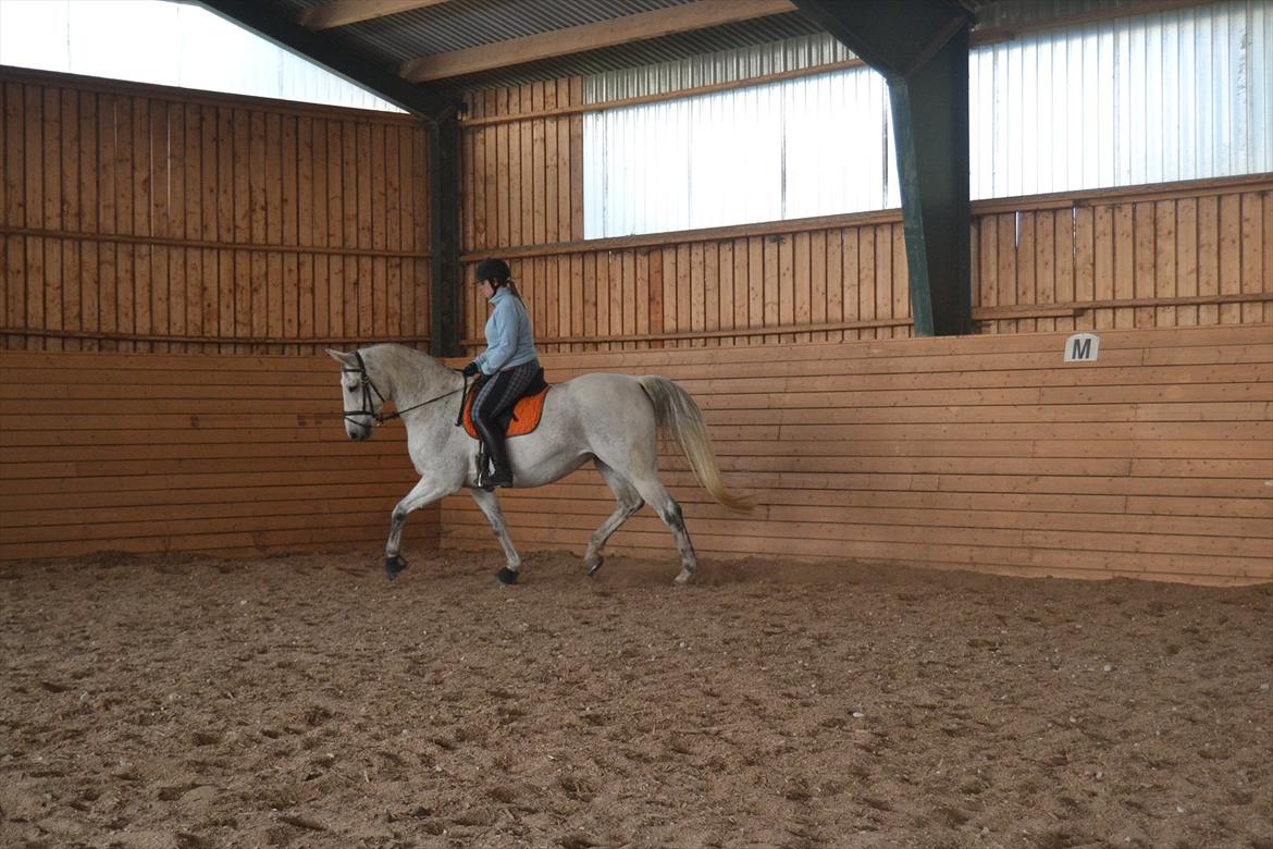 Dansk Varmblod Landagergårds Cafir [Tidligere part] billede 4