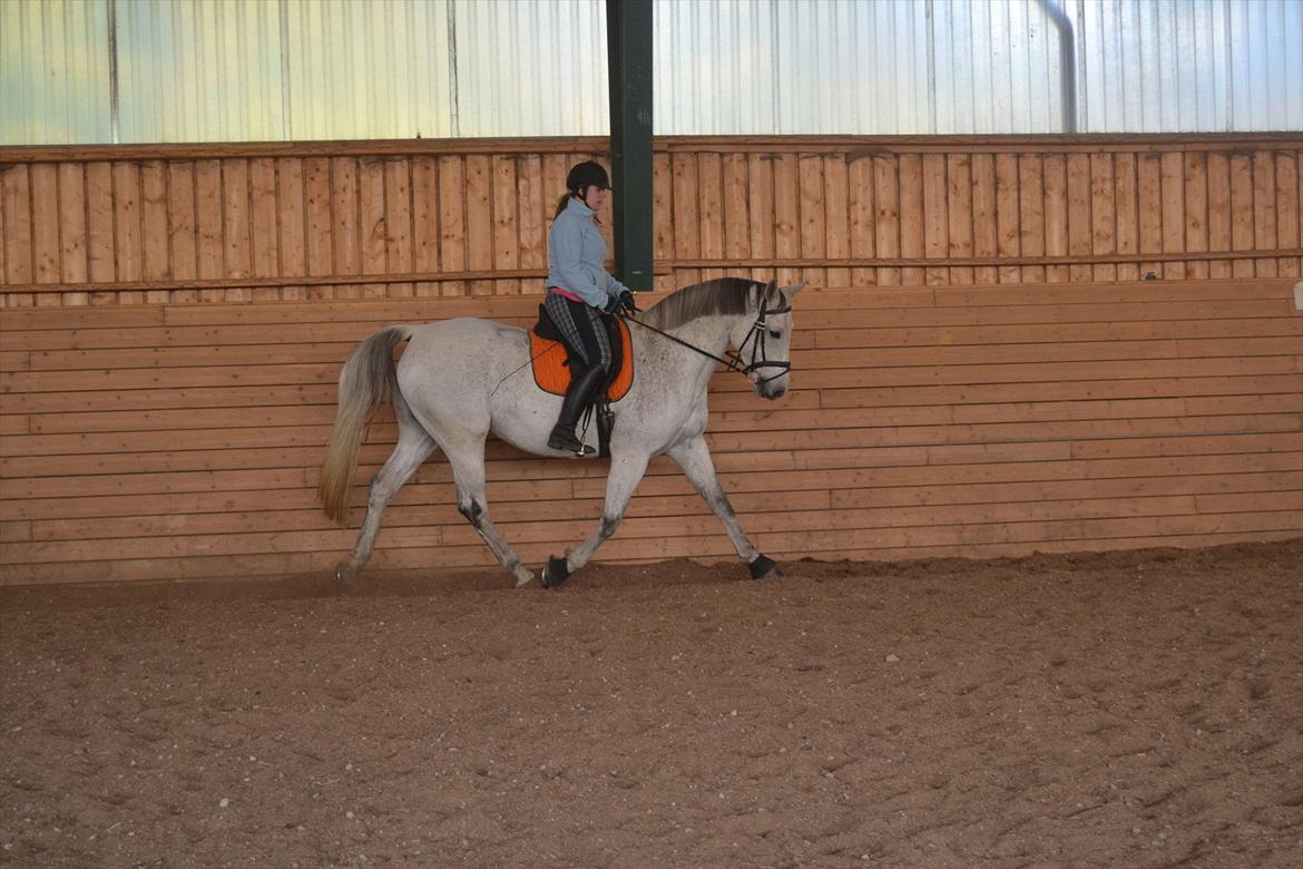 Dansk Varmblod Landagergårds Cafir [Tidligere part] billede 5