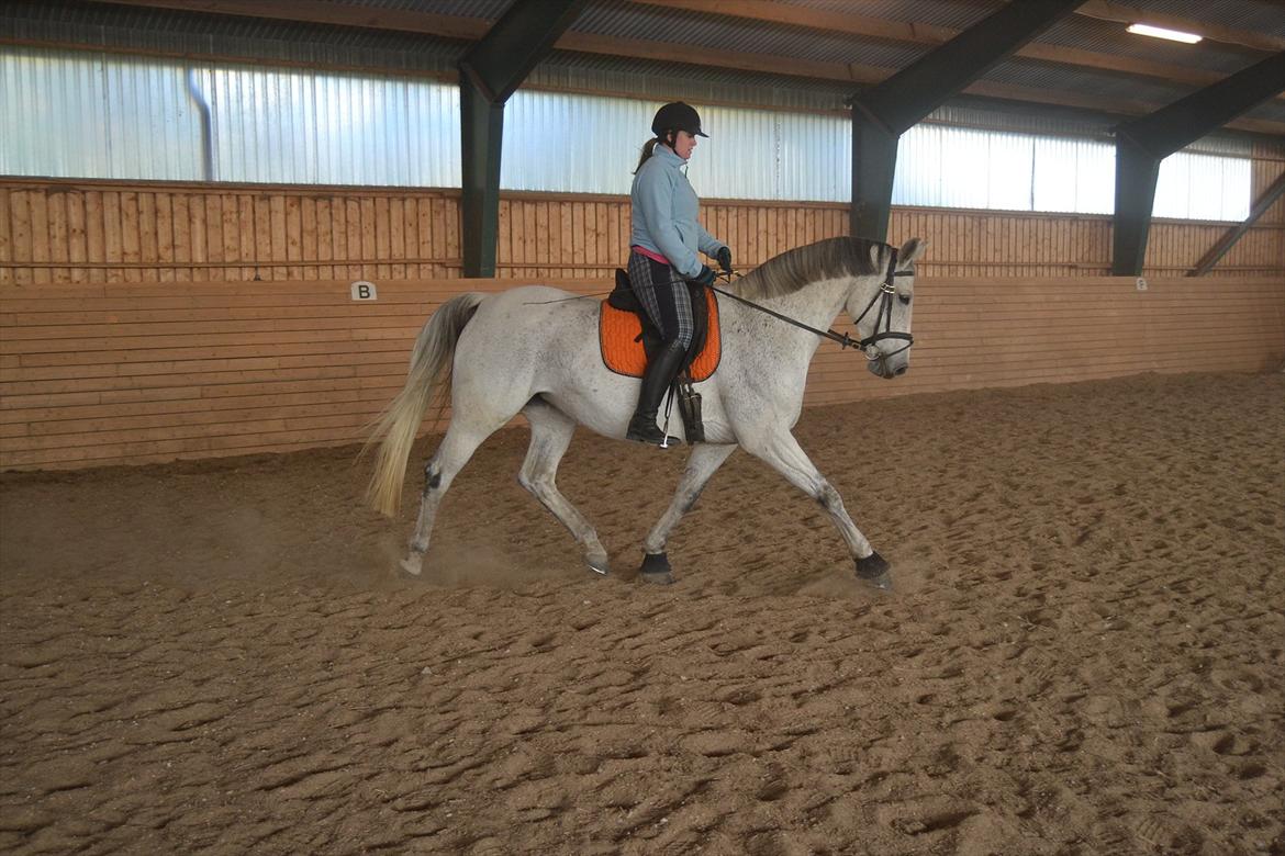 Dansk Varmblod Landagergårds Cafir [Tidligere part] billede 6