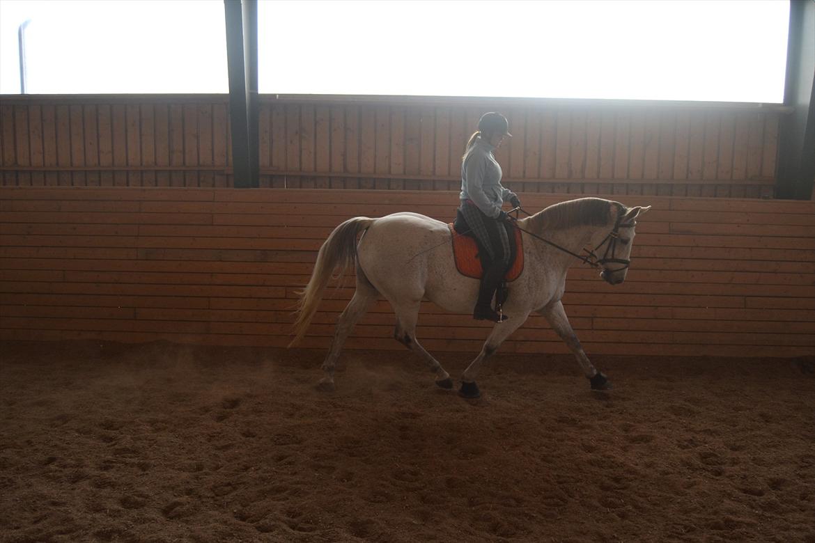 Dansk Varmblod Landagergårds Cafir [Tidligere part] billede 7