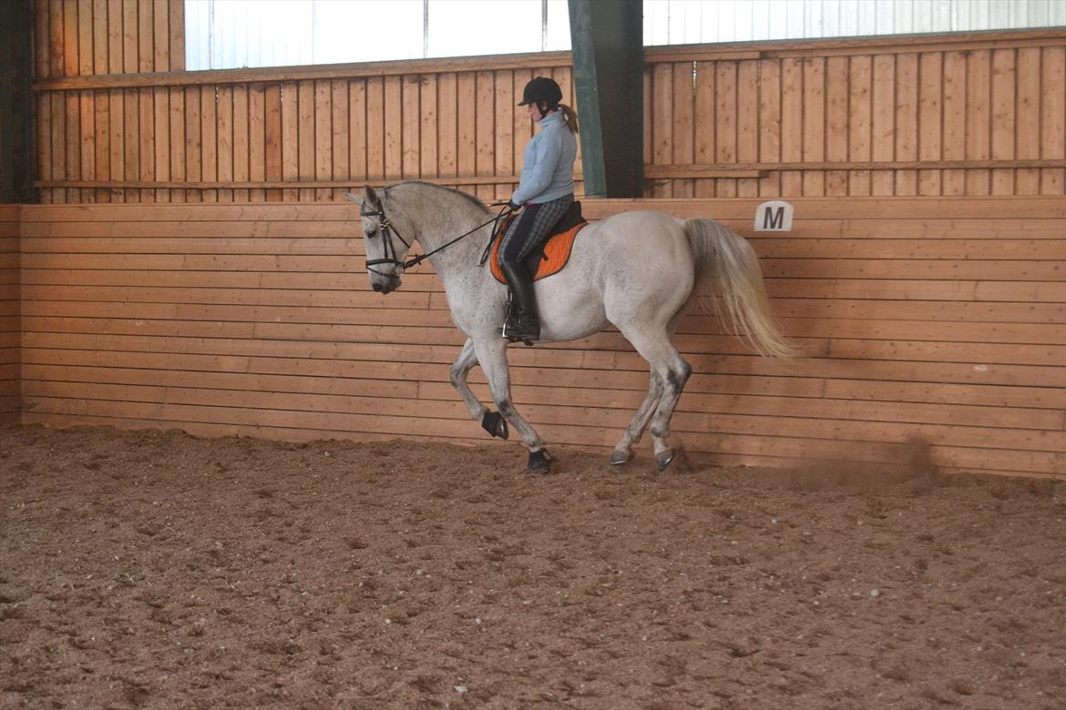 Dansk Varmblod Landagergårds Cafir [Tidligere part] billede 8