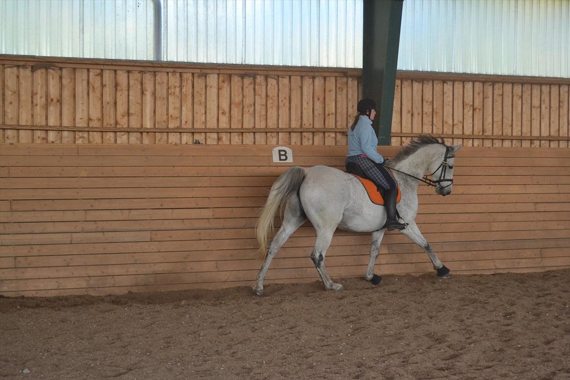 Dansk Varmblod Landagergårds Cafir [Tidligere part] billede 9