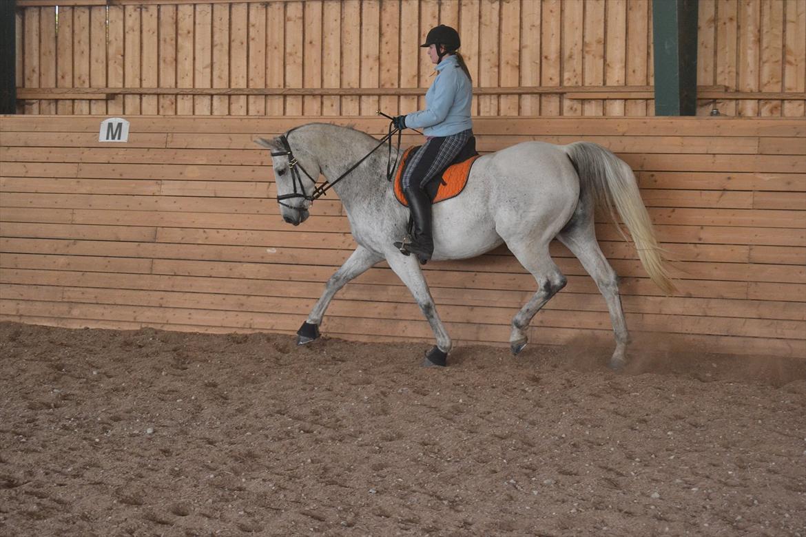 Dansk Varmblod Landagergårds Cafir [Tidligere part] billede 10