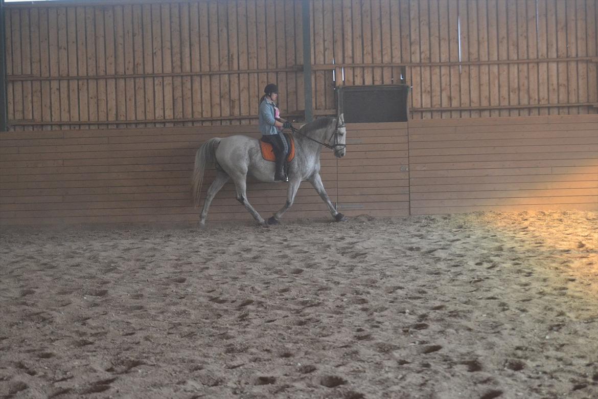 Dansk Varmblod Landagergårds Cafir [Tidligere part] billede 11