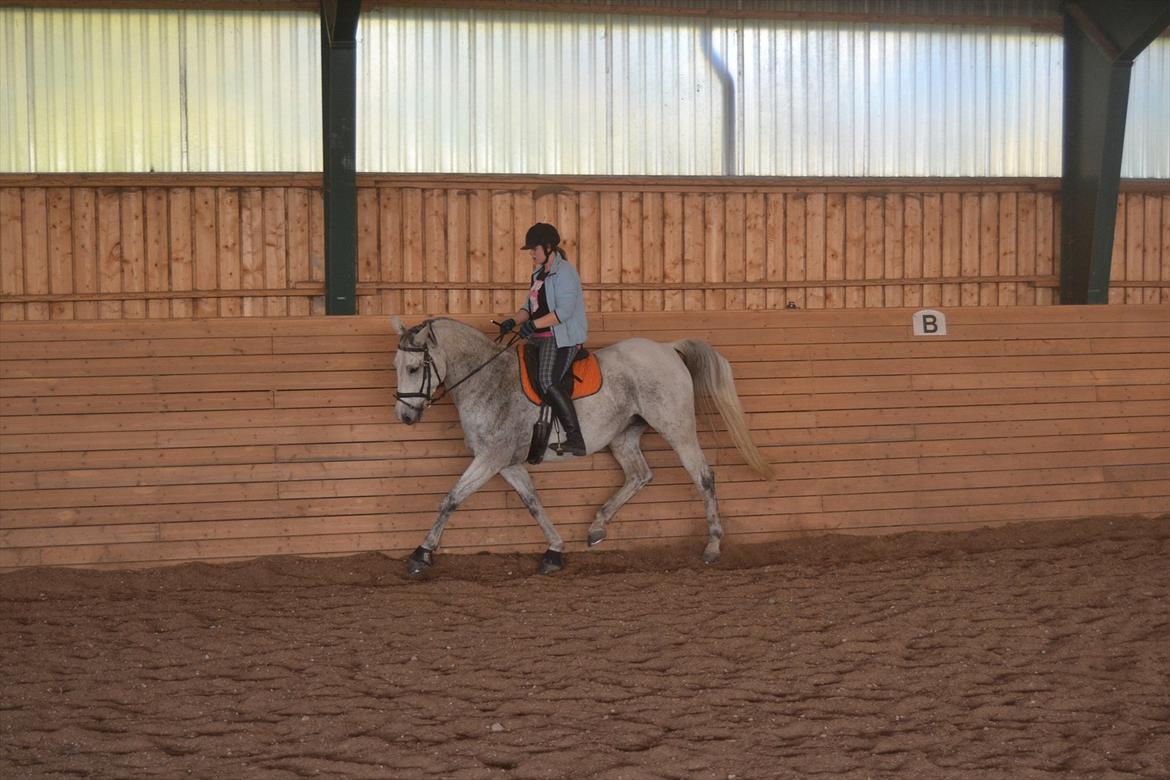 Dansk Varmblod Landagergårds Cafir [Tidligere part] billede 12