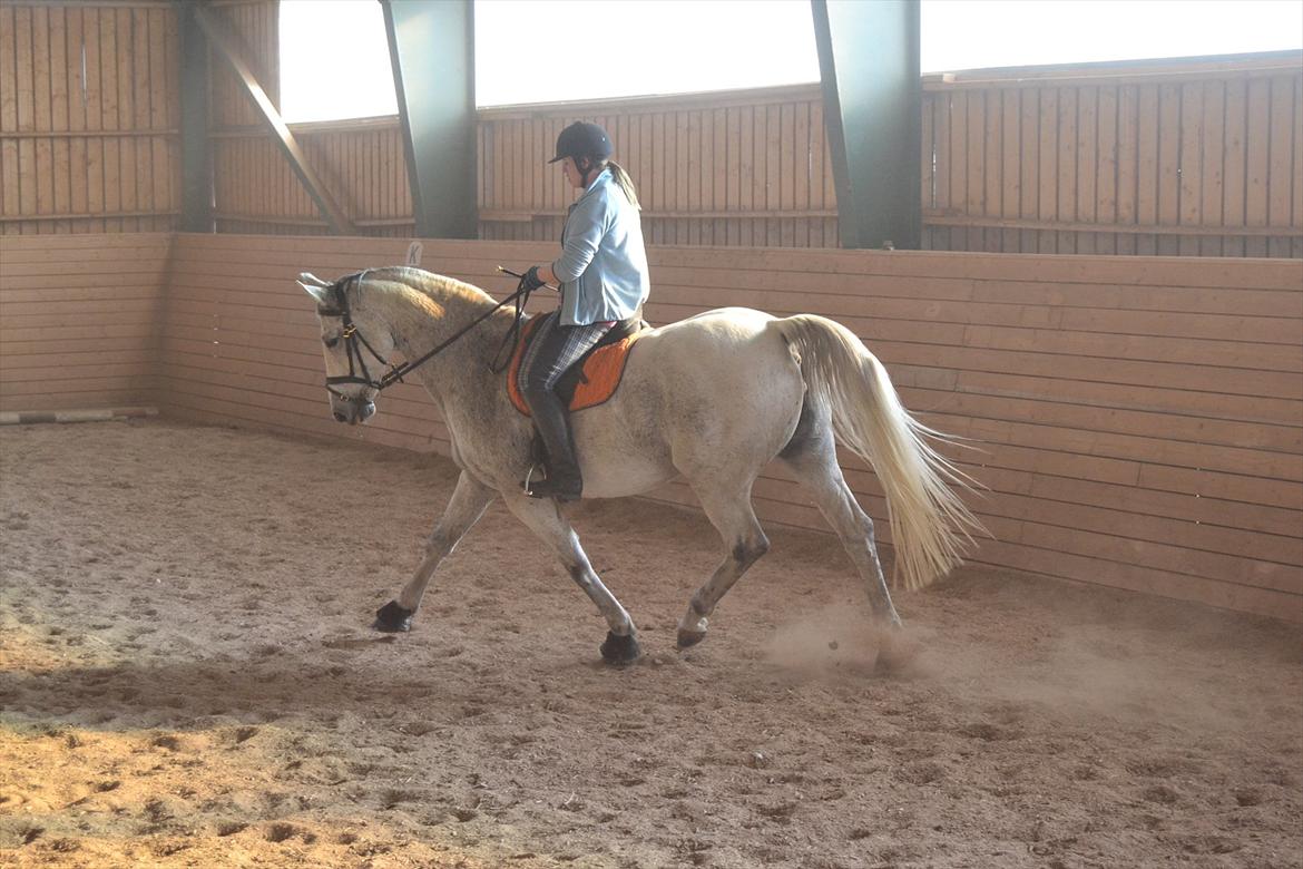 Dansk Varmblod Landagergårds Cafir [Tidligere part] billede 13