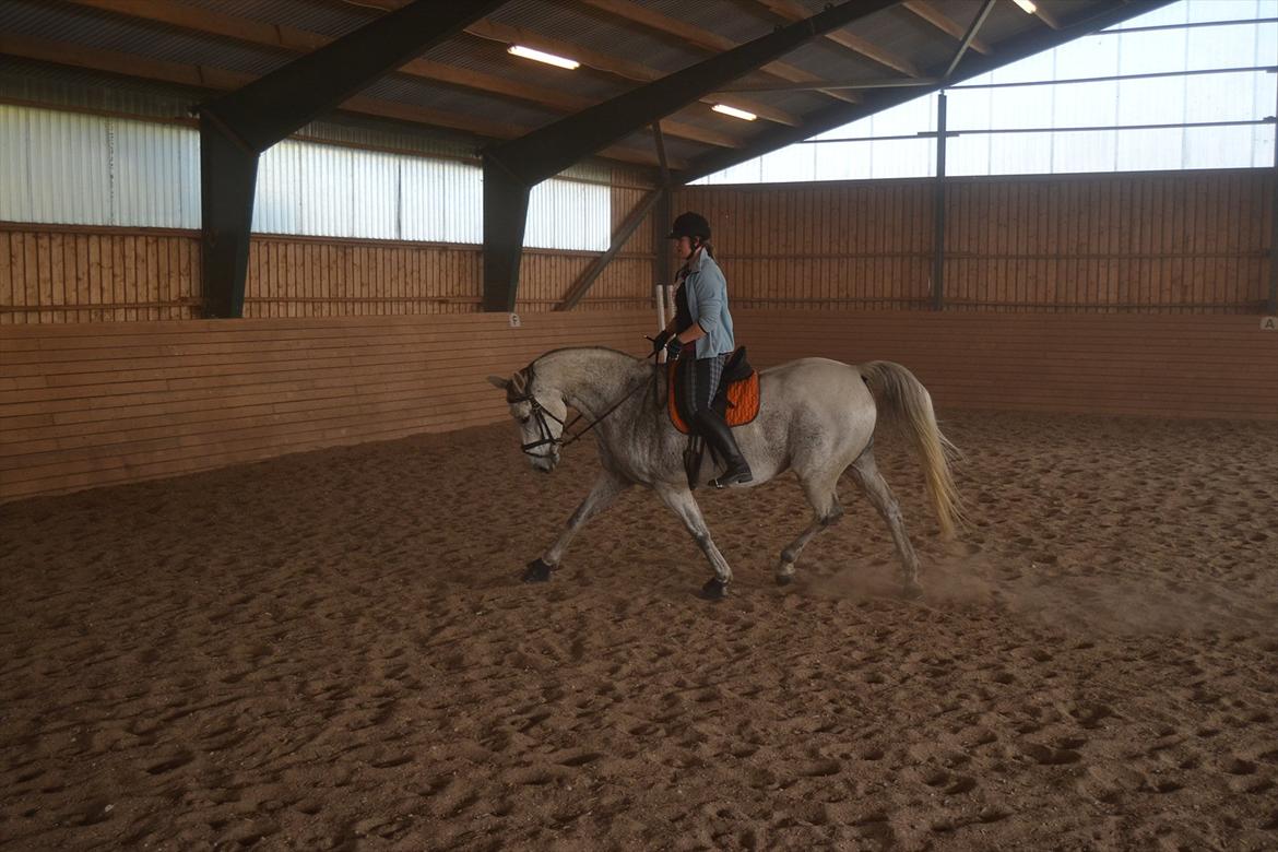 Dansk Varmblod Landagergårds Cafir [Tidligere part] - Traver vi af, derfor så lange tøjler (: billede 14