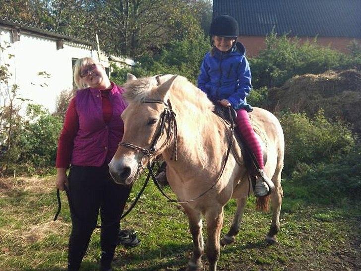 Fjordhest mona   [ tidl. hest] billede 11