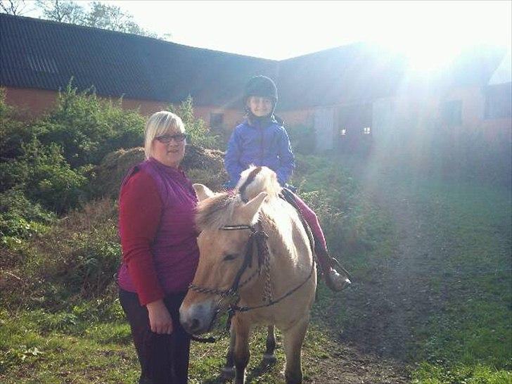 Fjordhest mona   [ tidl. hest] billede 13