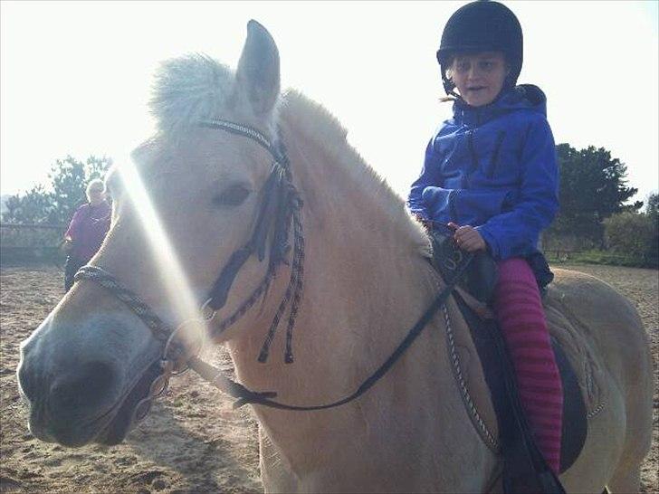 Fjordhest mona   [ tidl. hest] billede 18