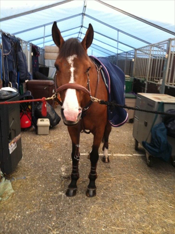 Dansk Varmblod Søndervangs Armstrong - Stalden CSI* Odense- jbk billede 15