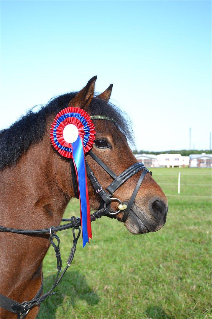 Anden særlig race Pontus - B0 roset til Ponyugen 2011 billede 10