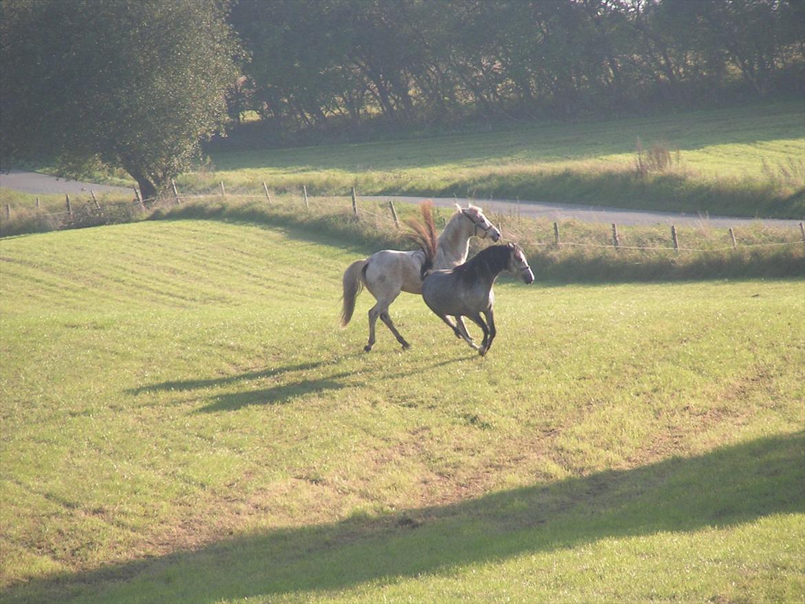 Welsh Partbred (Sec F) Midnights Masja - Milano ville lige hilse på Masja, hun mente han kom lidt for tæt på, tror stadig hun savnede Chamør lidt. billede 15
