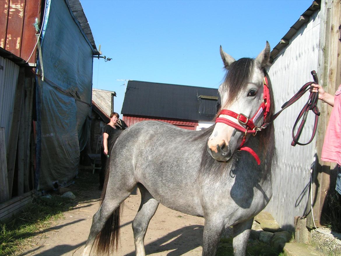 Welsh Partbred (Sec F) Midnights Masja - M.Masja er nu 2 år, og er lige kommet hjem fra "sommergræs" hvor hun har gået siden sidste sommer. billede 16