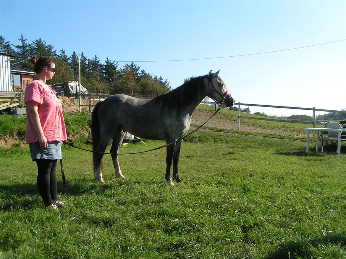 Welsh Partbred (Sec F) Midnights Masja - Masja kigger lidt på de nye omgivelser. billede 17