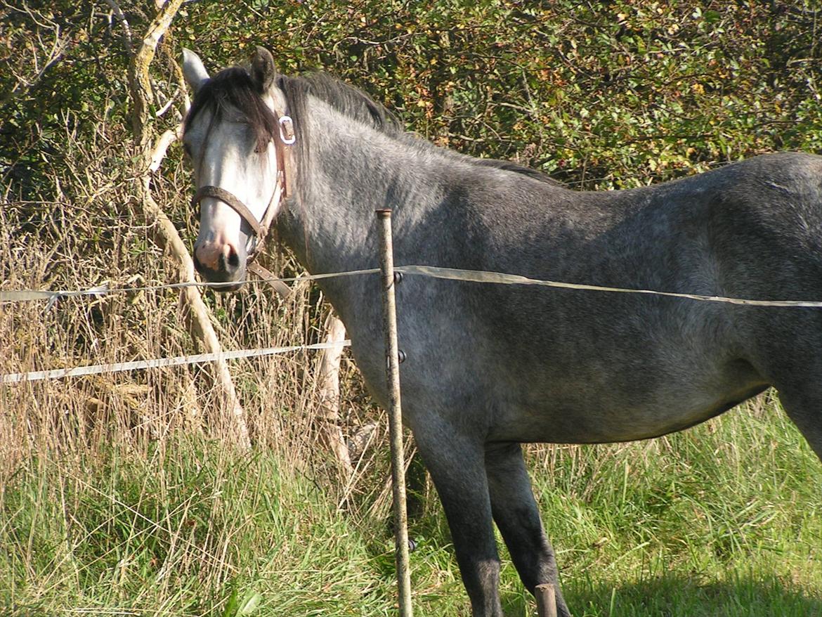 Welsh Partbred (Sec F) Midnights Masja - Masja kom med alle de andre på den store fold, så de havde plads til at møde hinanden. billede 18