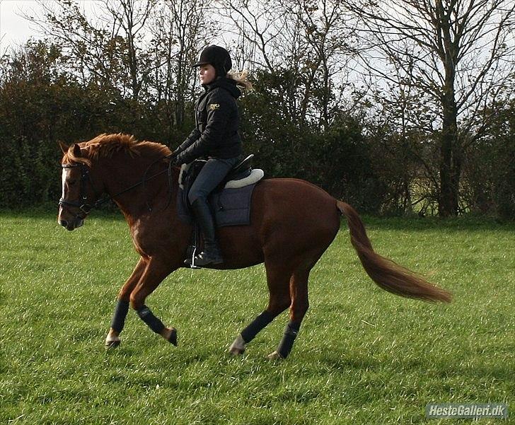 Welsh Pony (sec B) Laban - Lidt samlet gallop på springbanen :) billede 17