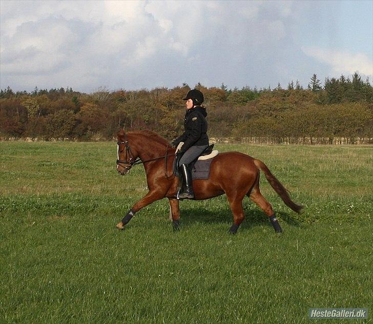 Welsh Pony (sec B) Laban billede 8