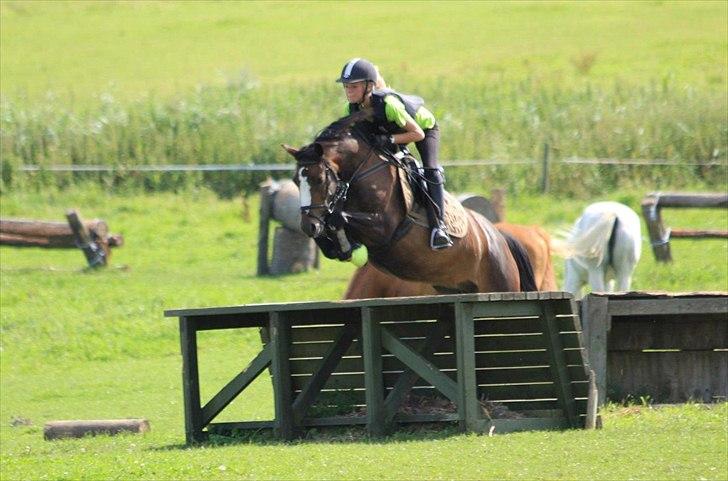 Welsh Pony (sec B) Søborggårds Romance *part* :D <3 - Terræn-træning! :D Fordi man ikke kan andet end at elske dig! <3 billede 19