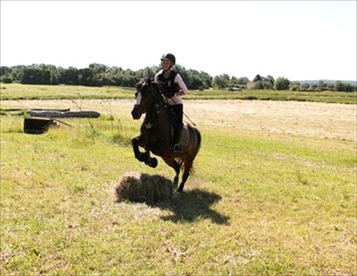 Welsh Pony (sec B) Søborggårds Romance *part* :D <3 - Man kan ALT med dig - springer over en høballe! xD Fordi man ikke kan andet end at elske dig! <3 billede 20
