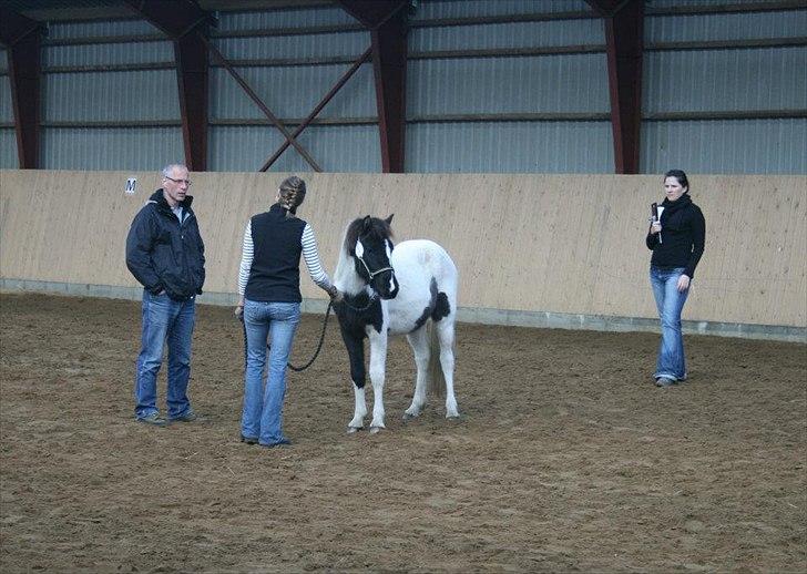 Islænder Kylja fra Vestmose - Dreki´s følshow Okt. 2011. Kylja fik en flot 2 plads i kategorien 1 års hopper :0) billede 2