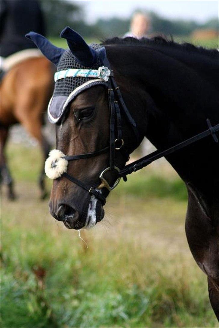 New Forest søndermarkens zidan!<3 *B-PONY* (solgt) - #11# smukke smukke ponz
fotograaf: marie Rasmussen billede 11