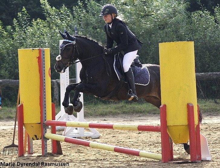 New Forest søndermarkens zidan!<3 *B-PONY* (solgt) - #12# stævne i kærbo 
fotograf: Marie Rasmussen  billede 12