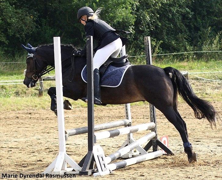 New Forest søndermarkens zidan!<3 *B-PONY* (solgt) - #13# Han elsker at springe 
fotograf: Marie Rasmussen  billede 13