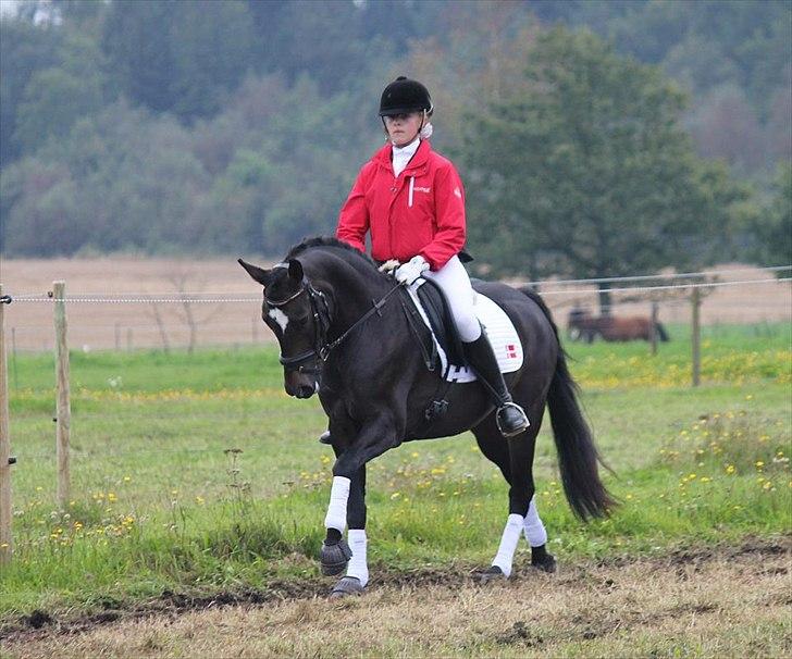 New Forest søndermarkens zidan!<3 *B-PONY* (solgt) - #14# opvarmningen til regionscuppen 1.plads 
fotograf: Mia Vingtoft billede 14