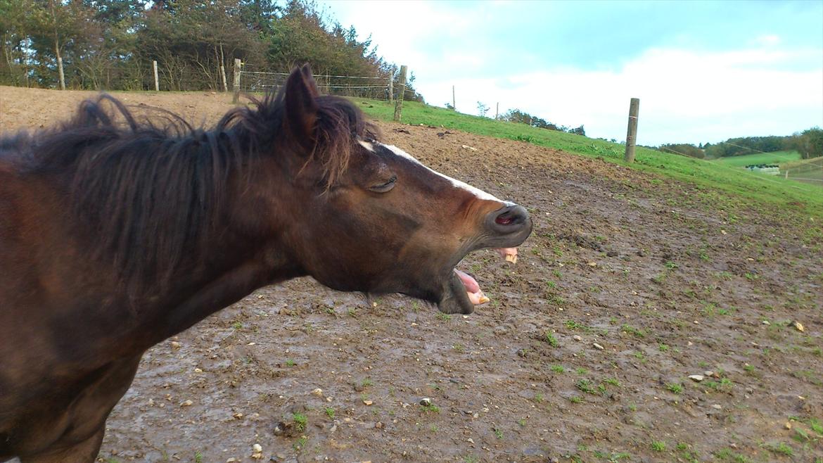 Welsh Pony af Cob-type (sec C) Fanny "Kommer til at savne dig" - Nuur billede 6